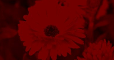 Gaia in Love