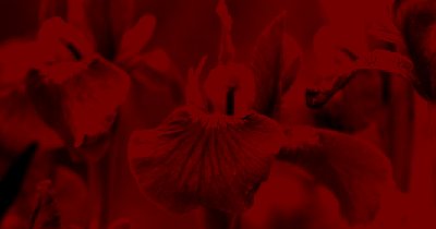 Kakao-Zeremonie - Ecstatic-Dance