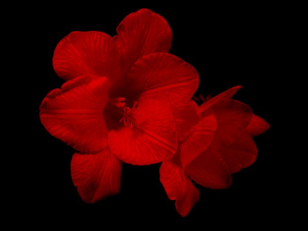 Tantra